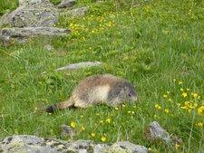 Marmota marmota