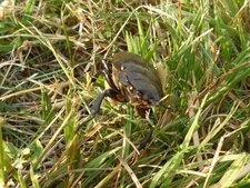 Dans mon jardin
