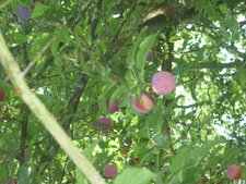 Prunellier, épine noire