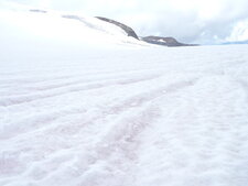Chlamydomonas Nivalis, le sang des glaciers