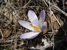 Crocus
