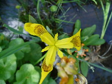Iris jaune