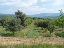Champ de chênes truffiers