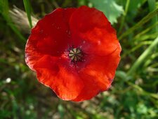 Coquelicot