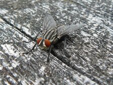 La Mouche à damier