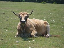 Vache