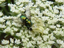 La Misumène cagneuse (1)