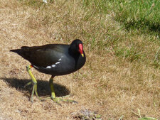 Gallinule poule d