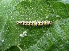 Chenille de la brèche (cucullia verbasci)