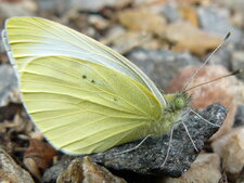 Pyrisitia sp.