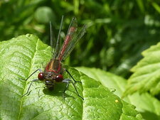 Agrion sanglant