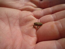 Toute petite grenouille
