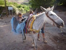 Sophia la mule