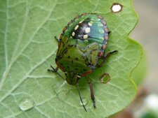 La Punaise verte ponctuée (juvénile)