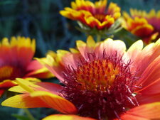 Gaillarde