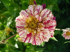 Zinnia