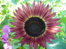 Tournesol