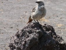 Oiseau_1_Tanzanie