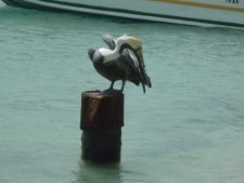 Pelican brun ou gran Gosier