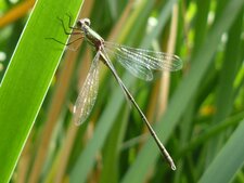 Le Leste vert