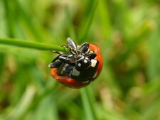 La Coccinelle à 7 points