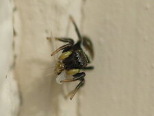 Heliophanus sp.