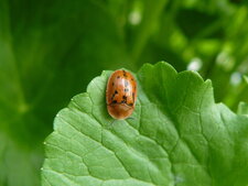 La Casside-coccinelle