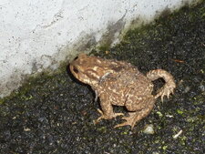 Crapaud