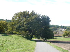 Chêne