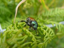 Le Hanneton horticole