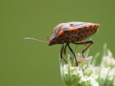 Le Pentatome rayé (1)