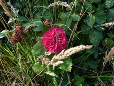 Rose parfumée