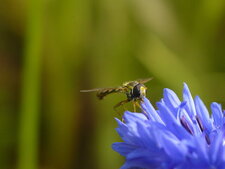 La Sphaerophore notée