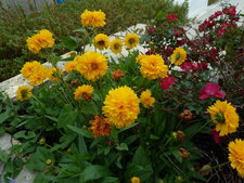 Jardinière fleurie. Rudbeckia laciniata "Goldquelle"