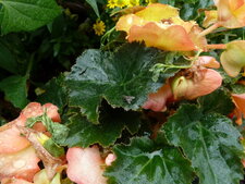 Jardinière fleurie. Bégonia tubéreux