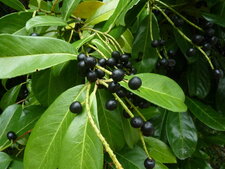 Fruits du laurier palme