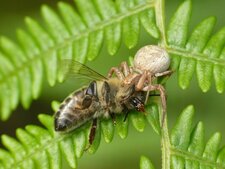 Xysticus sp.