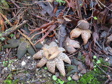 Astreus hygrometricus