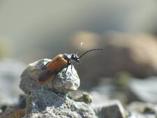 Stenoria anali