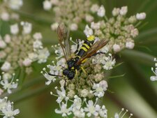 Tenthredo marginella