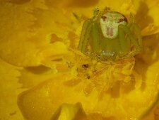 Misumenops tricuspidatus (1)