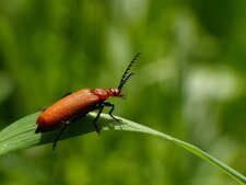 Le Cardinal rouge (1)