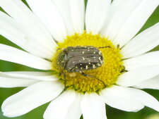 La Cétoine grise