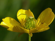 Misumenops tricuspidatus (3)