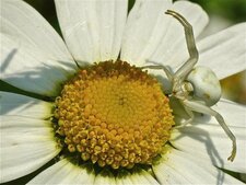La Misumène Cagneuse (3)