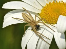 Tibellus sp.