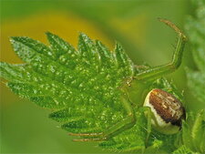 Diaea dorsata