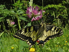 Le Machaon