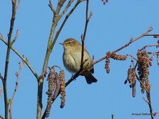 Pouillot véloce - Phylloscopus collybita