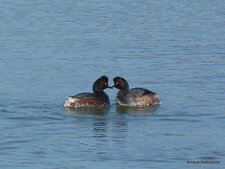 Grèbes à cou noir - Podiceps nigricollis